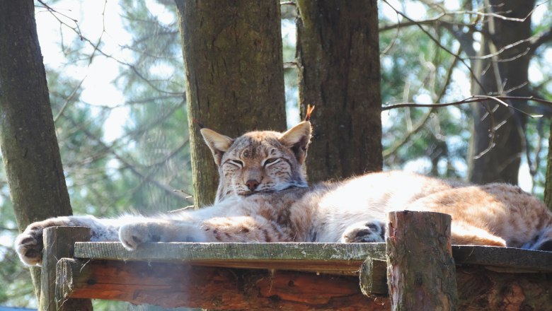 Luchs im Naturpark Geras, © Naturpark Geras