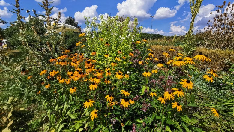 NP Thayatal Sonnenhut, © "Natur im Garten"