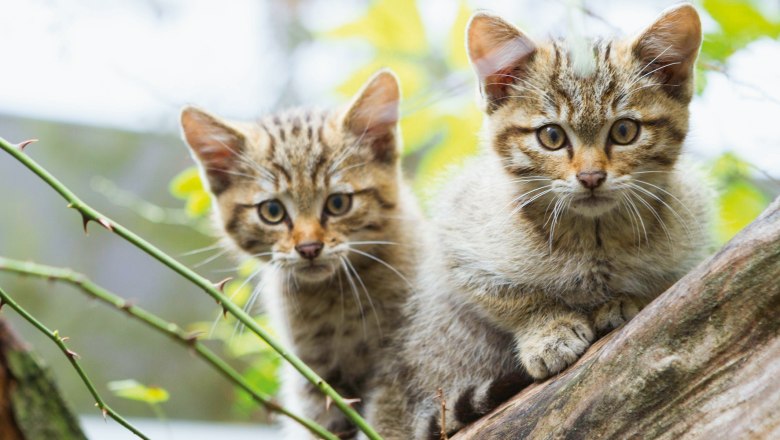 Wildkatzen im Nationalpark, © NP Thayatal/Johanna Müller-Hauszer